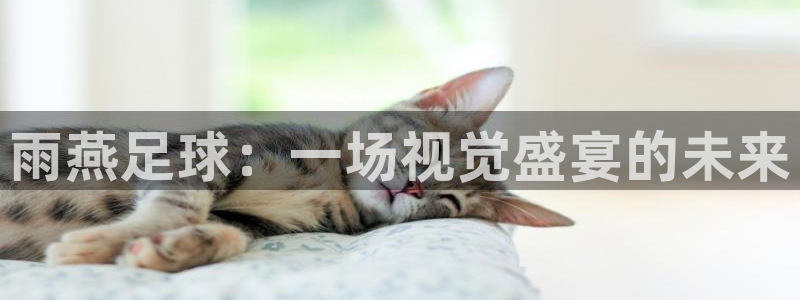 雨燕足球：一场视觉盛宴的未来