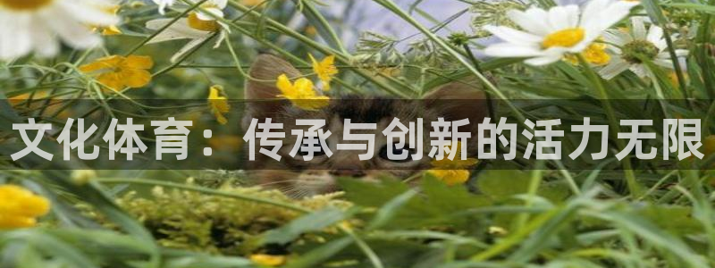 文化体育：传承与创新的活力无限